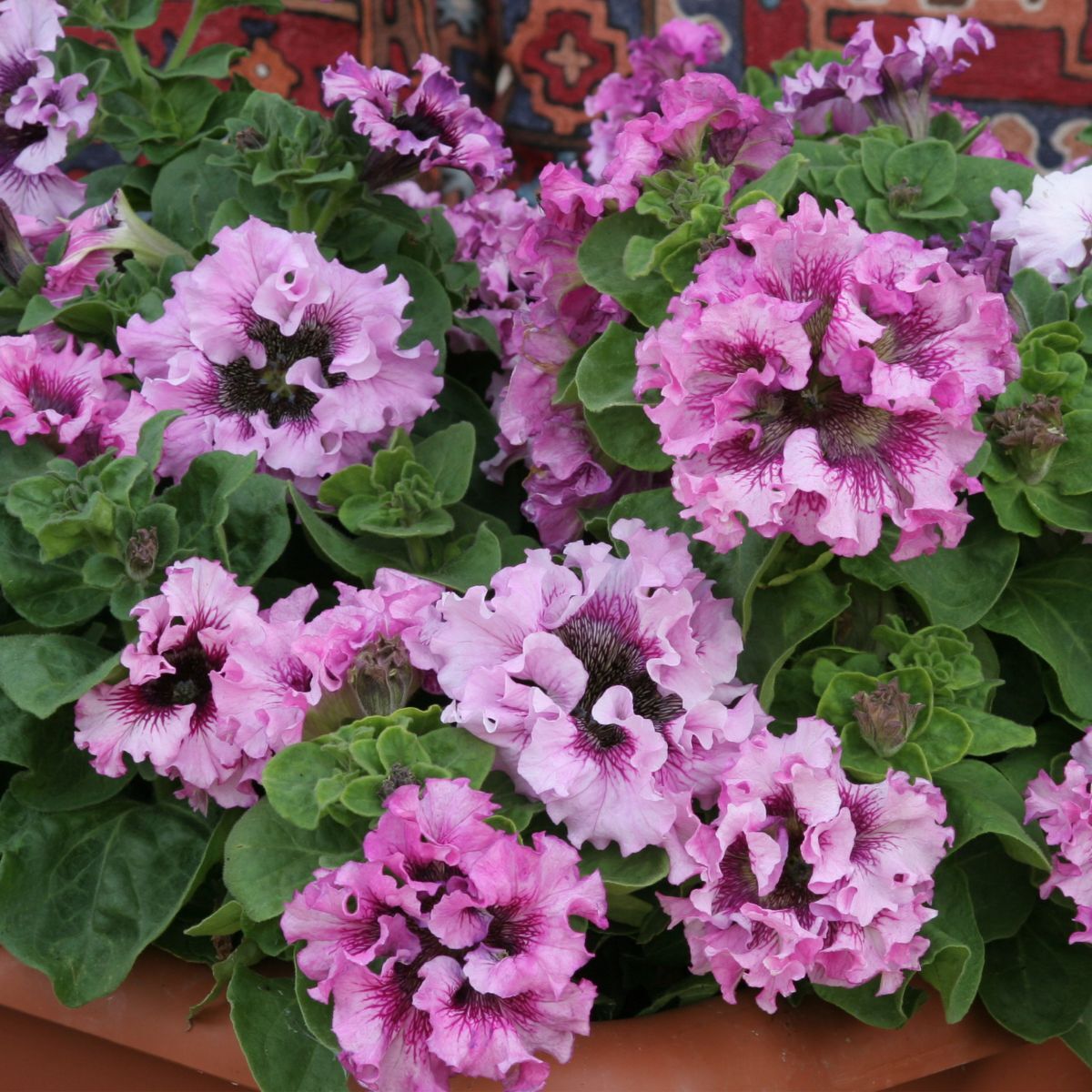Petunia- Superbissima Rosea
